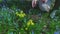 Gardener woman removing weeds around flowers in garden