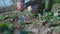 Gardener woman  removing  weeds in garden