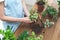 Gardener woman replant green plant at home