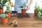 Gardener woman replant green plant at home