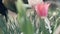 Gardener woman using watering pot for pouring water flowering tulip in garden