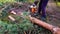 a gardener in work clothes saws a tree with a chainsaw. autumn in the garden.