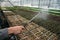 Gardener worker in greenhouse or hothouse spaying young seedlings with water from sprinkle, industrial agriculture