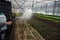 Gardener worker watering seeding plants in modern hydroponic glasshouse with sprinkler, industrial seedings growing