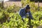 Gardener Working In Community Allotment