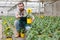 Gardener working with decorative sunflowers