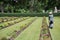 gardener working on the lawn in a cemetery with headstones in the background