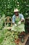 Gardener Working In Orangery