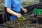 Gardener working with seedlings of decorative plants and soil in agricultural cultivation greenhouse, close up of female hands