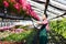 Gardener works in a greenhouse of a flower shop