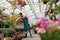 Gardener works in a greenhouse in a flower shop