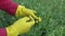 Gardener with yellow protective glove harvesting pea pods