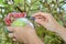 Gardeners cut Guava Kim Ju fruit for pending sale.