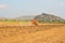 Gardeners are driving the tractor to cultivate the soil. Pelicans looking for food