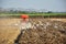 Gardeners are driving the tractor to cultivate the soil. Pelicans looking for food