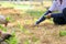 Gardeners growing young vegetable seedling in the community garden for food security and sustainability