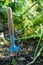 Gardeners hand fork