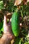 Gardeners hand holding cucumber