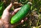 Gardeners hand holding cucumber