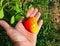 Gardeners hand holding paprika