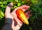 Gardeners hand holding paprika