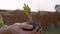 Gardeners hand holding seedling