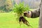 Gardeners hand holding a weed bunch, dandelion plant with large roots system