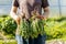 Gardeners hand holding a weed bunch, dandelion plant with large roots system.