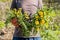 Gardeners hand holding a weed bunch, dandelion plant with large roots system.