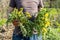 Gardeners hand holding a weed bunch, dandelion plant with large roots system.