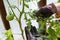 Gardeners hands checking disease on a tomatoes stained leaf. Lack of calcium or magnesium. Gardening issues