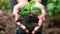 gardeners hands close up holding young plant in rich soil