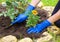 Gardeners hands in gloves planting marigold flowers in a soil in summer garden