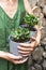 gardeners hands holdind small jade plant in concrete pots