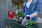 Gardeners hands planting flowers in pot with dirt or soil in container on terrace balcony garden. Gardening concept