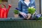 Gardeners hands planting flowers in pot with dirt or soil in container on terrace balcony garden. Gardening concept