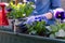 Gardeners hands planting flowers in pot with dirt or soil in container on terrace balcony garden. Gardening concept