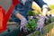 Gardeners hands planting flowers in pot with dirt or soil in container on terrace balcony garden. Gardening concept