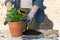 Gardeners hands planting flowers in pot with dirt or soil. Gardening concept