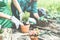 Gardeners hands putting plants inside pots - Happy young people at work in community greenhouse garden - Green lifestyle and