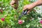 Gardeners hands with secateurs cutting off wilted flowers on rose bush