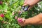 Gardeners hands with secateurs cutting off wilted flowers on rose bush