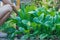 Gardeners are harvesting and inspecting kale produce for sale from organic, well-cultivated orchards to provide quality, green