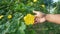 Gardeners hold yellow flowers planted in agricultural gardens