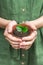 gardeners holding in hands transplanted small citrus plant in plastic pots on wooden table. Concept of home garden