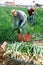 Gardeners husband and wife during harvesting of green onions