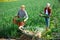 Gardeners husband and wife during harvesting of green onions