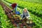 Gardeners husband and wife during harvesting of red lettuce oak