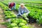 Gardeners husband and wife picking harvest of green lettuce