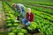 Gardeners husband and wife picking harvest of green lettuce